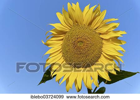 "Sunflower (Helianthus annuus), flowering, Baden-Wurttemberg, Germany, Europe" View Large Photo Image Stock Photo - "Sunflower (Helianthus annuus), flowering, Baden-Wurttemberg, Germany, Europe". Fotosearch