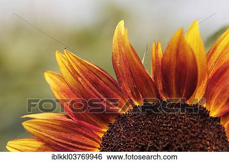 Sunflower (Helianthus annuus) View Large Photo Image Stock Photograph - Sunflower (Helianthus annuus). Fotosearch