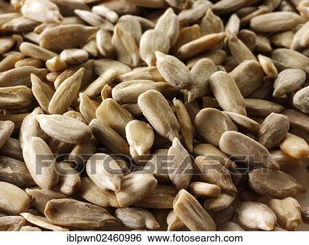 Sunflower seeds View Large Photo Image Stock Photograph - Sunflower seeds. Fotosearch
