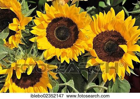 "Sunflowers (Helianthus annuus), on sale at a weekly market, Tuebingen, Baden-Wuerttemberg, Germany, Europe" View Large Photo Image Stock Photo - "Sunflowers (Helianthus annuus), on sale at a weekly market, Tuebingen, Baden-Wuerttemberg, Germany, Europe". Fotosearch