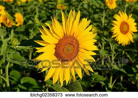 "Sunflowers (Helianthus annuus), Limagne plain, France, Europe" View Large Photo Image Stock Image - "Sunflowers (Helianthus annuus), Limagne plain, France, Europe". Fotosearch