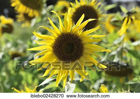 "Sunflowers (Helianthus annuus), Schwaebisch Gmuend, Baden-Wuerttemberg, Germany, Europe" View Large Photo Image Stock Image - "Sunflowers (Helianthus annuus), Schwaebisch Gmuend, Baden-Wuerttemberg, Germany, Europe". Fotosearch