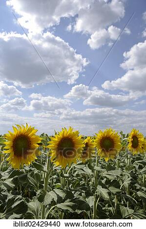 Stock Image - "Sunflowers (Helianthus annuus), sunflower field, Romania, Europe". Fotosearch