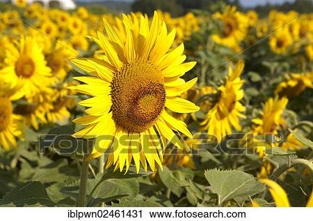 "Sunflowers (Helianthus annuus), sunflower field" View Large Photo Image Stock Image - "Sunflowers (Helianthus annuus), sunflower field". Fotosearch