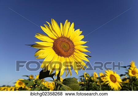 "Sunflowers (Helianthus annuus), Limagne plain, France, Europe" View Large Photo Image Stock Photo - "Sunflowers (Helianthus annuus), Limagne plain, France, Europe". Fotosearch