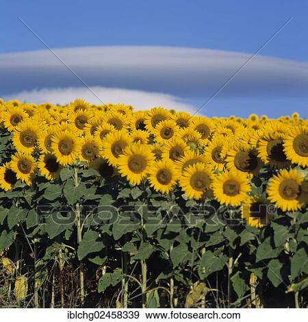 "Sunflowers (Helianthus annuus), sunflower field" View Large Photo Image Stock Photo - "Sunflowers (Helianthus annuus), sunflower field". Fotosearch