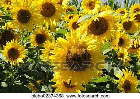 "Sunflowers (Helianthus annuus), sunflower field, Schwaebisch Gmuend, Baden-Wuerttemberg, Germany, Europe" View Large Photo Image Stock Photo - "Sunflowers (Helianthus annuus), sunflower field, Schwaebisch Gmuend, Baden-Wuerttemberg, Germany, Europe". Fotosearch