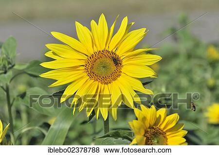Stock Photo - "Sunflowers (Helianthus annuus), sunflower field, Schwaebisch Gmuend, Baden-Wuerttemberg, Germany, Europe". Fotosearch