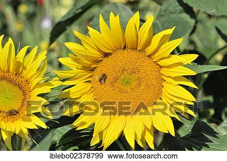 "Sunflowers (Helianthus annuus), sunflower field, Schwaebisch Gmuend, Baden-Wuerttemberg, Germany, Europe" View Large Photo Image Stock Photo - "Sunflowers (Helianthus annuus), sunflower field, Schwaebisch Gmuend, Baden-Wuerttemberg, Germany, Europe". Fotosearch
