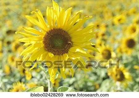 "Sunflowers (Helianthus annuus), Schwaebisch Gmuend, Baden-Wuerttemberg, Germany, Europe" View Large Photo Image Stock Photo - "Sunflowers (Helianthus annuus), Schwaebisch Gmuend, Baden-Wuerttemberg, Germany, Europe". Fotosearch