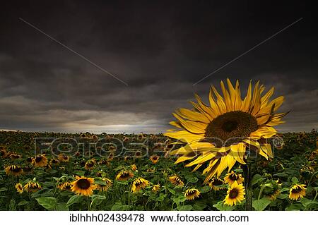 Stock Photo - "Sunflowers (Helianthus annuus), sunflower field, Erfurt, Thuringia, Germany, Europe, composite image, Europe". Fotosearch