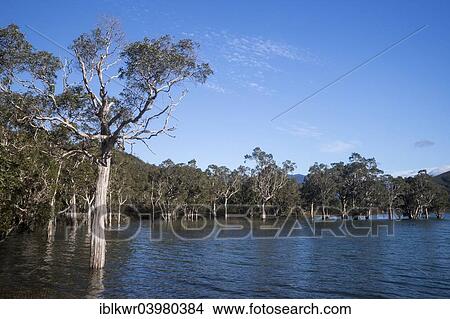 "Sunken Forest, Foret Noyee, on the Yate Dam, Lac de Yate, South Province, Grande Terre, New Caledonia, Oceania" View Large Photo Image Picture - "Sunken Forest, Foret Noyee, on the Yate Dam, Lac de Yate, South Province, Grande Terre, New Caledonia, Oceania". Fotosearch
