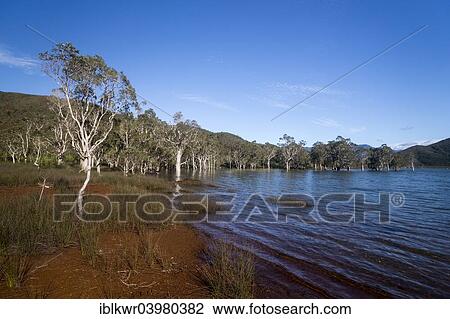 Stock Image - "Sunken Forest, Foret Noyee, on the Yate Dam, Lac de Yate, South Province, Grande Terre, New Caledonia, Oceania". Fotosearch