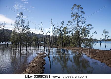 "Sunken Forest, Foret Noyee, on the Yate Dam, Lac de Yate, South Province, Grande Terre, New Caledonia, Oceania" View Large Photo Image Stock Image - "Sunken Forest, Foret Noyee, on the Yate Dam, Lac de Yate, South Province, Grande Terre, New Caledonia, Oceania". Fotosearch