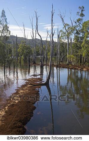 "Sunken Forest, Foret Noyee, on the Yate Dam, Lac de Yate, South Province, Grande Terre, New Caledonia, Oceania" View Large Photo Image Stock Photograph - "Sunken Forest, Foret Noyee, on the Yate Dam, Lac de Yate, South Province, Grande Terre, New Caledonia, Oceania". Fotosearch