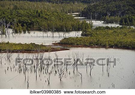 "Sunken Forest, Foret Noyee, on the Yate Dam, Lac de Yate, South Province, Grande Terre, New Caledonia, Oceania" View Large Photo Image Stock Photography - "Sunken Forest, Foret Noyee, on the Yate Dam, Lac de Yate, South Province, Grande Terre, New Caledonia, Oceania". Fotosearch