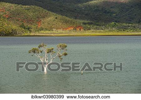 "Sunken tree, Foret Noyee, on the Yate Dam, Lac de Yate, South Province, Grande Terre, New Caledonia, Oceania" View Large Photo Image Stock Photo - "Sunken tree, Foret Noyee, on the Yate Dam, Lac de Yate, South Province, Grande Terre, New Caledonia, Oceania". Fotosearch