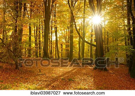"Sunlight in a mixed deciduous forest with old oaks and beech trees, Spessart Nature Park, Weibersbrunn, Bavaria, Germany, Europe" View Large Photo Image Stock Photo - "Sunlight in a mixed deciduous forest with old oaks and beech trees, Spessart Nature Park, Weibersbrunn, Bavaria, Germany, Europe". Fotosearch