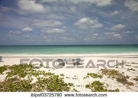 "Sunloungers on the beach, Cayo Levisa, Pinar del Rio Province, Cuba, North America" View Large Photo Image Stock Image - "Sunloungers on the beach, Cayo Levisa, Pinar del Rio Province, Cuba, North America". Fotosearch