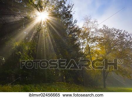 "Sunrays in an autumn forest, Austria, Europe" View Large Photo Image Stock Photography - "Sunrays in an autumn forest, Austria, Europe". Fotosearch