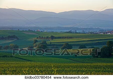 "Sunrise at Tuniberg with views of the Black Forest, Opfingen, Freiburg im Breisgau, Baden-Wurttemberg, Germany, Europe" View Large Photo Image Picture - "Sunrise at Tuniberg with views of the Black Forest, Opfingen, Freiburg im Breisgau, Baden-Wurttemberg, Germany, Europe". Fotosearch