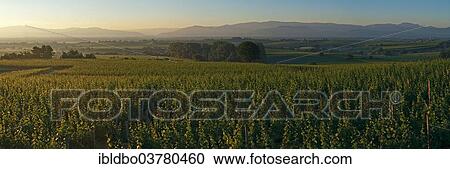 "Sunrise at Tuniberg with views of the Black Forest, Opfingen, Freiburg im Breisgau, Baden-Wurttemberg, Germany, Europe" View Large Photo Image Stock Image - "Sunrise at Tuniberg with views of the Black Forest, Opfingen, Freiburg im Breisgau, Baden-Wurttemberg, Germany, Europe". Fotosearch
