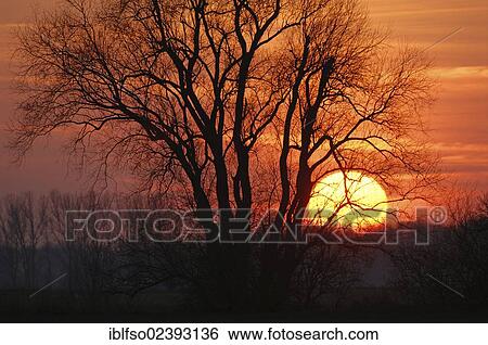 "Sunrise behind a Willow (Salix sp. ), Thuringia, Germany, Europe" View Large Photo Image Stock Photograph - "Sunrise behind a Willow (Salix sp. ), Thuringia, Germany, Europe". Fotosearch