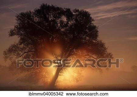 "Sunrise in the floodplain, Middle Elbe Biosphere Reserve, Dessau-Rosslau, Saxony-Anhalt, Germany, Europe" View Large Photo Image Stock Image - "Sunrise in the floodplain, Middle Elbe Biosphere Reserve, Dessau-Rosslau, Saxony-Anhalt, Germany, Europe". Fotosearch