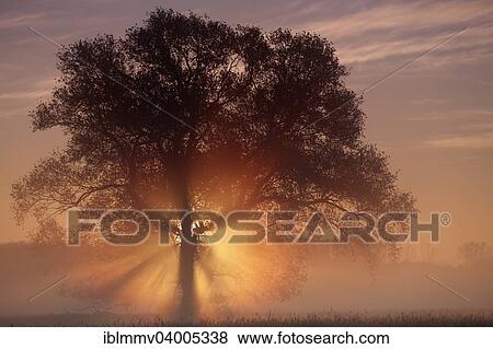 Stock Photo - "Sunrise in the floodplain, Middle Elbe Biosphere Reserve, Dessau-Rosslau, Saxony-Anhalt, Germany, Europe". Fotosearch