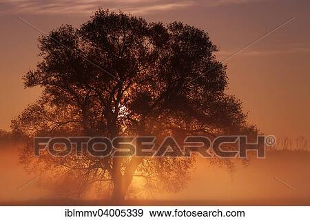 Stock Photo - "Sunrise in the floodplain, Middle Elbe Biosphere Reserve, Dessau-Rosslau, Saxony-Anhalt, Germany, Europe". Fotosearch