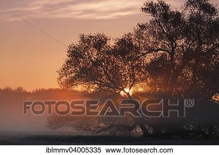 Stock Photography - "Sunrise in the floodplain, Middle Elbe Biosphere Reserve, Dessau-Rosslau, Saxony-Anhalt, Germany, Europe". Fotosearch