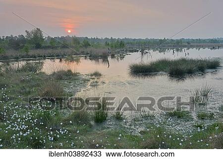 "Sunrise in the Hahnenmoor nature reserve, Emsland, Lower Saxony, Germany, Europe" View Large Photo Image Stock Image - "Sunrise in the Hahnenmoor nature reserve, Emsland, Lower Saxony, Germany, Europe". Fotosearch