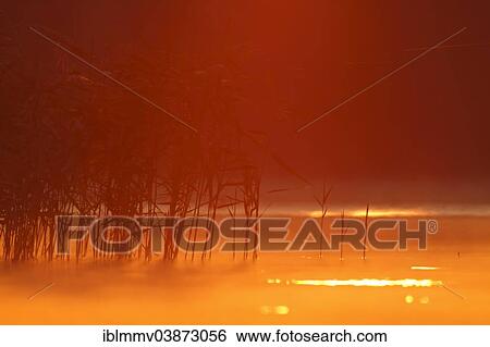 "Sunrise mood in reeds, Mecklenburgische Seenplatte, Mecklenburg-Western Pomerania, Germany, Europe" View Large Photo Image Stock Photograph - "Sunrise mood in reeds, Mecklenburgische Seenplatte, Mecklenburg-Western Pomerania, Germany, Europe". Fotosearch