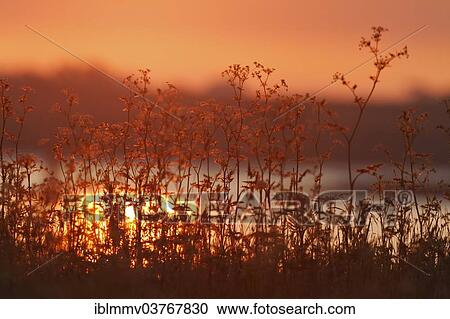 Stock Image - "Sunrise on the Lower Weser River, Strohauser Plate, Lower Saxony, Germany, Europe". Fotosearch