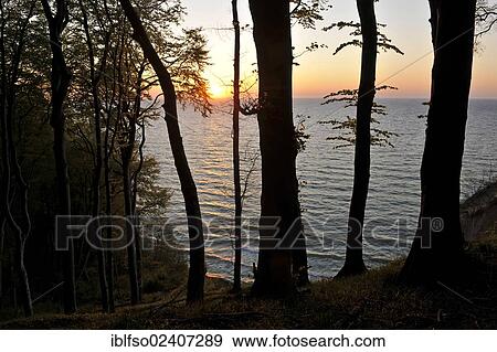 Stock Photo - "Sunrise over the Baltic Sea, forest of European Beech (Fagus sylvatica), UNESCO World Natural Heritage Site, Jasmund National Park, Ruegen, Mecklenburg-Western Pomerania, Baltic Sea, Germany, Europe". Fotosearch