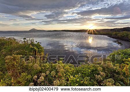 "Sunset at Lake Myvatn, Wild Fennel (Foeniculum vulgare), Iceland, Europe" View Large Photo Image Stock Photo - "Sunset at Lake Myvatn, Wild Fennel (Foeniculum vulgare), Iceland, Europe". Fotosearch