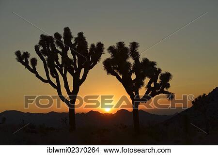 "Sunset behind Joshua Trees or Palm Tree Yuccas (Yucca brevifolia), Joshua Tree National Park, Mojave Desert, California, Southwest, United States of America, USA" View Large Photo Image Picture - "Sunset behind Joshua Trees or Palm Tree Yuccas (Yucca brevifolia), Joshua Tree National Park, Mojave Desert, California, Southwest, United States of America, USA". Fotosearch