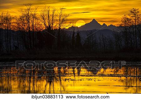 "Sunset, flooded rice field in front of Monte Viso, also Mt Monviso, 3841m, Cottian Alps, Lucedio, Vercelli, Piedmont, Italy, Europe" View Large Photo Image Stock Image - "Sunset, flooded rice field in front of Monte Viso, also Mt Monviso, 3841m, Cottian Alps, Lucedio, Vercelli, Piedmont, Italy, Europe". Fotosearch