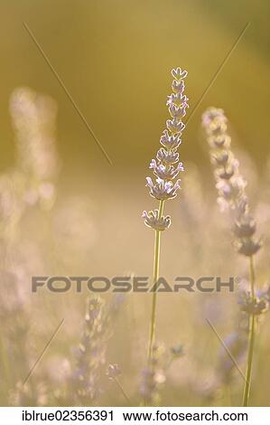 "Sunset in a lavender field, Revest du Bion, Provence, France, Europe" View Large Photo Image Stock Image - "Sunset in a lavender field, Revest du Bion, Provence, France, Europe". Fotosearch