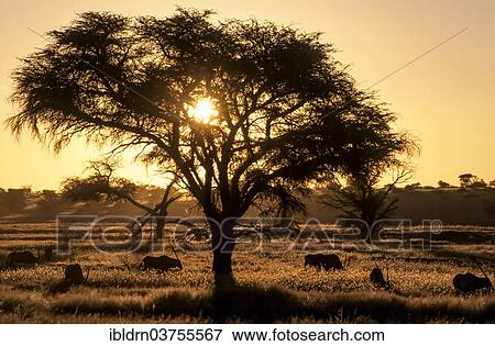 "Sunset in the Nossob Valley with Gemsboks (Oryx gazella), Kgalagadi Transfrontier Park, South Africa, Africa" View Large Photo Image Stock Photo - "Sunset in the Nossob Valley with Gemsboks (Oryx gazella), Kgalagadi Transfrontier Park, South Africa, Africa". Fotosearch