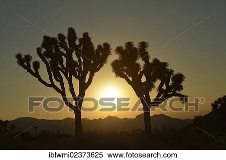 "Sunset, Joshua trees (Yucca brevifolia), Joshua Tree National Park, Mojave Desert, California, USA" View Large Photo Image Stock Photography - "Sunset, Joshua trees (Yucca brevifolia), Joshua Tree National Park, Mojave Desert, California, USA". Fotosearch