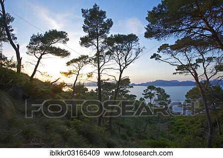 "Sunset on the coast, Alcudia, Majorca, Balearic Islands, Spain, Europe" View Large Photo Image Stock Photo - "Sunset on the coast, Alcudia, Majorca, Balearic Islands, Spain, Europe". Fotosearch