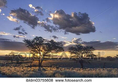 "Sunset over the Nossob Valley, Kgalagadi Transfrontier Park, South Africa, Africa" View Large Photo Image Stock Photo - "Sunset over the Nossob Valley, Kgalagadi Transfrontier Park, South Africa, Africa". Fotosearch