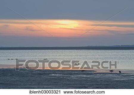 "Sunset over the Wadden Sea, Langeoog, East Frisian Islands, East Frisia, Lower Saxony, Germany, Europe" View Large Photo Image Stock Image - "Sunset over the Wadden Sea, Langeoog, East Frisian Islands, East Frisia, Lower Saxony, Germany, Europe". Fotosearch