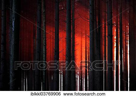 "Sunset through trees in a forest, Mindelheim, Bavaria, Germany, Europe" View Large Photo Image Stock Photograph - "Sunset through trees in a forest, Mindelheim, Bavaria, Germany, Europe". Fotosearch