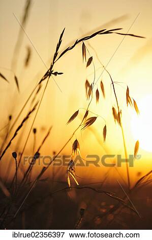 "Sunset, Valensole, Alpes-de-Haute-Provence, France, Europe" View Large Photo Image Stock Photo - "Sunset, Valensole, Alpes-de-Haute-Provence, France, Europe". Fotosearch