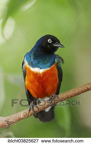 "Superb Starling (Lamprotornis superbus, Spreo superbus), native to Africa, captive, Germany, Europe" View Large Photo Image Stock Photo - "Superb Starling (Lamprotornis superbus, Spreo superbus), native to Africa, captive, Germany, Europe". Fotosearch
