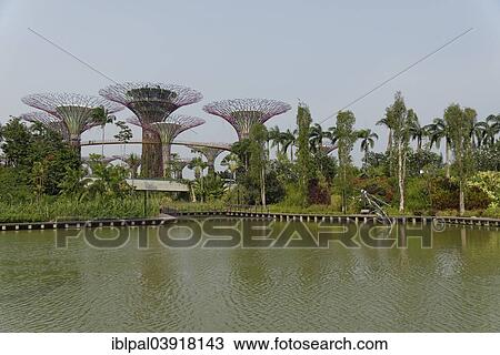 "Supertrees, Gardens by the Bay, Marina Bay, Singapore, Asia" View Large Photo Image Stock Image - "Supertrees, Gardens by the Bay, Marina Bay, Singapore, Asia". Fotosearch