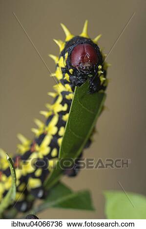 "Suraka Silk Moth (Antherina suraka), caterpillar on a mango leaf, Northwestern Madagascar, Madagascar, Africa" View Large Photo Image Stock Photograph - "Suraka Silk Moth (Antherina suraka), caterpillar on a mango leaf, Northwestern Madagascar, Madagascar, Africa". Fotosearch