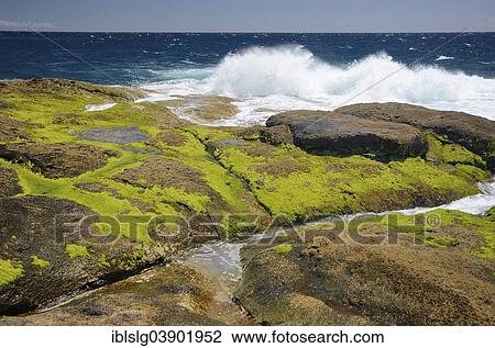 "Surf on lava rocks covered in green algae, Playa Paraiso, Adeje, Tenerife, Canary Islands, Spain, Europe" View Large Photo Image Stock Image - "Surf on lava rocks covered in green algae, Playa Paraiso, Adeje, Tenerife, Canary Islands, Spain, Europe". Fotosearch